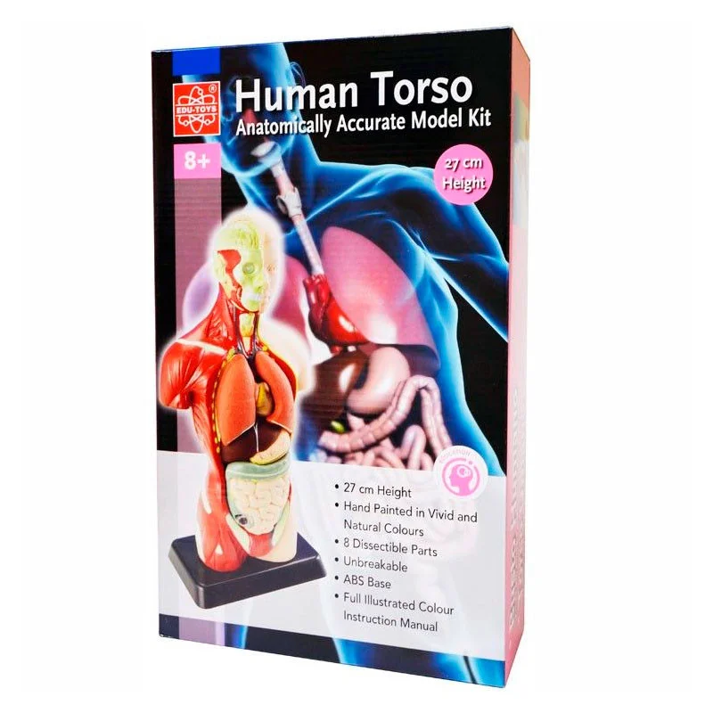Анатомічна модель людини Edu-Toys MK027 збірна, 27 см 