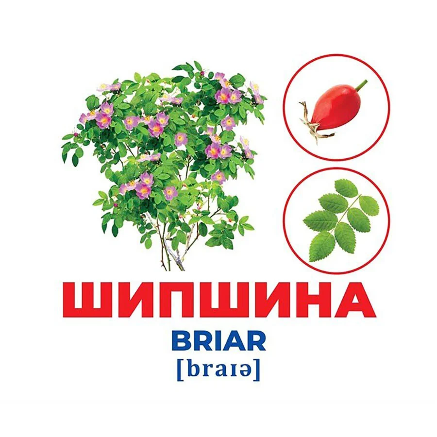 Набор развивающих карточек Гений с пеленок Деревья и кустарники Ранок 10107196, 17 карточек
