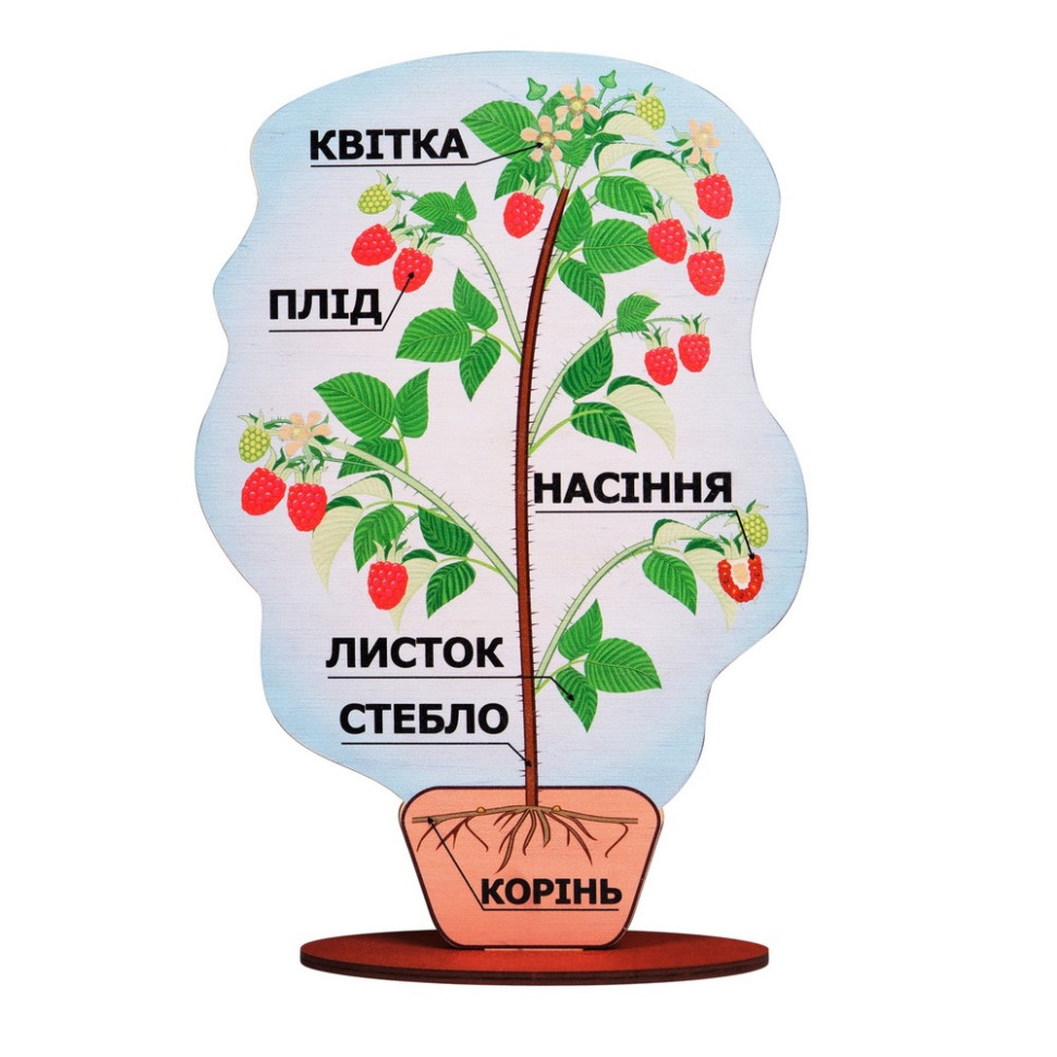 Демонстраційна модель будови рослини на підставці Komarovtoys А 381 товщина  6 мм 