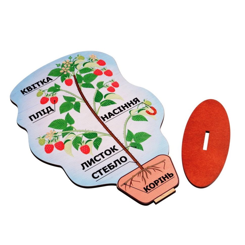 Демонстраційна модель будови рослини на підставці Komarovtoys А 381 товщина  6 мм 