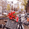 Картина за номерами. Brushme "Доставка тюльпанів в Амстердамі" GX29265 