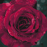 Картина за номерами. "Троянда" 40*40см KHO3038 