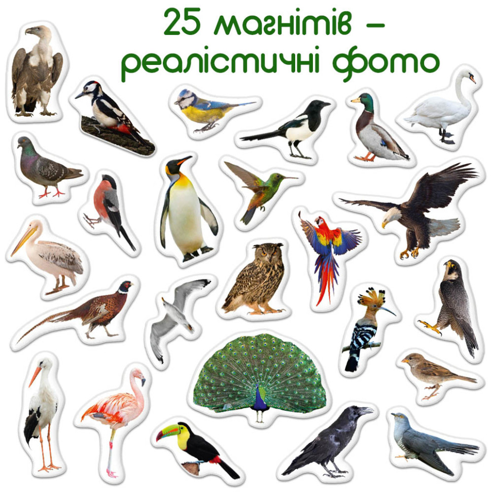 Детский набор магнитов Птицы фото Magdum ML4031-30 EN